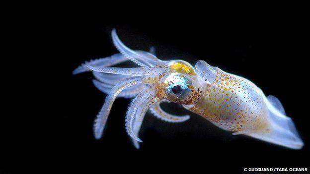 BBCWorld's tweet photo. Hidden world of the ocean's tiniest organisms revealed
http://t.co/POfZVso0nB http://t.co/6q243Lh9A2