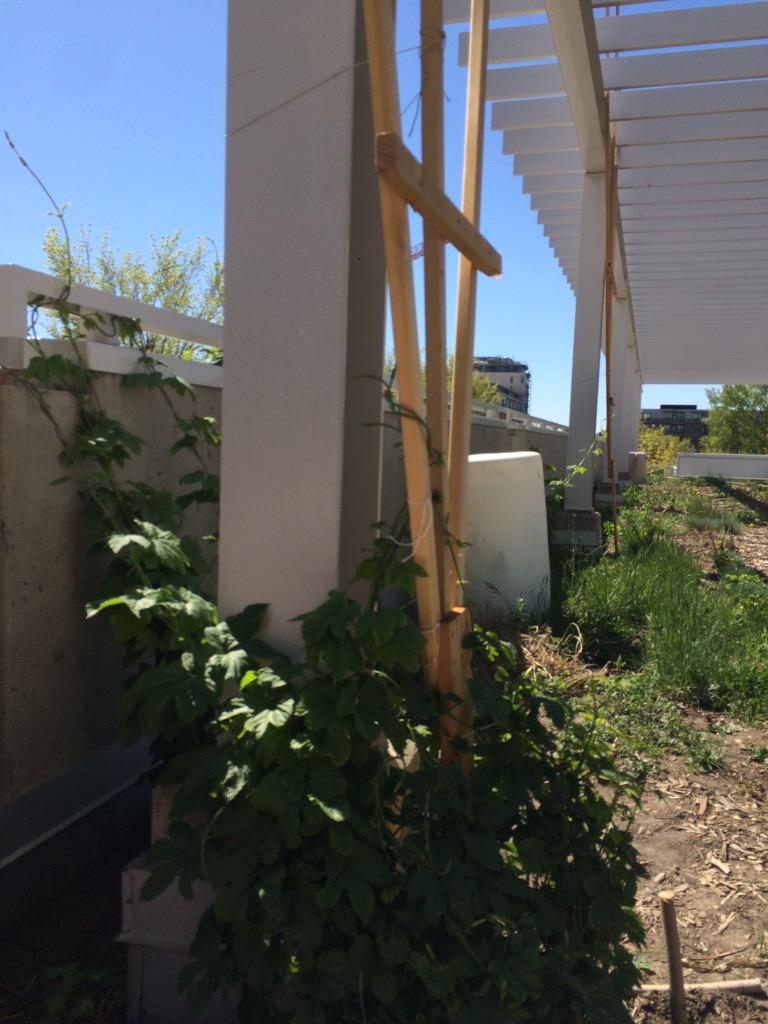 Tall hops! Getting ready for the digup this Saturday!