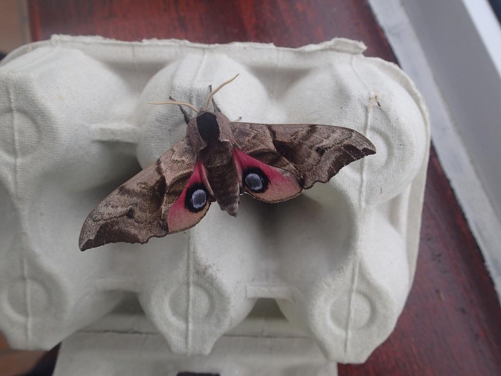 2000SailingSec's tweet photo. #teammoth @Macgregor_Cal First ever Eyed Hawk Moth in our garden! What a beauty! http://t.co/yYxFym6xf3