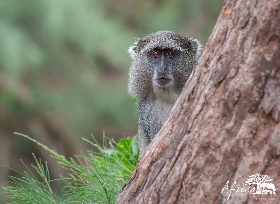 safari_dot_com's tweet photo. The samango monkey is ZA's only exclusively forest dwelling primate.
Credit: http://t.co/8m3p63wR3m
#samango http://t.co/RqT8PbAW4P