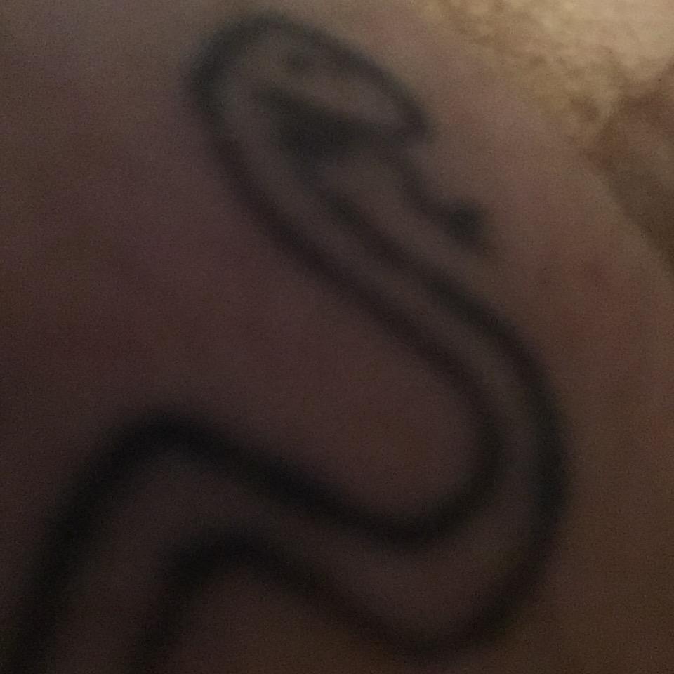 TomSponsillo's tweet photo. Feeling very snakey today. Must be lattas birthday soon... http://t.co/j4vLVjaAJp