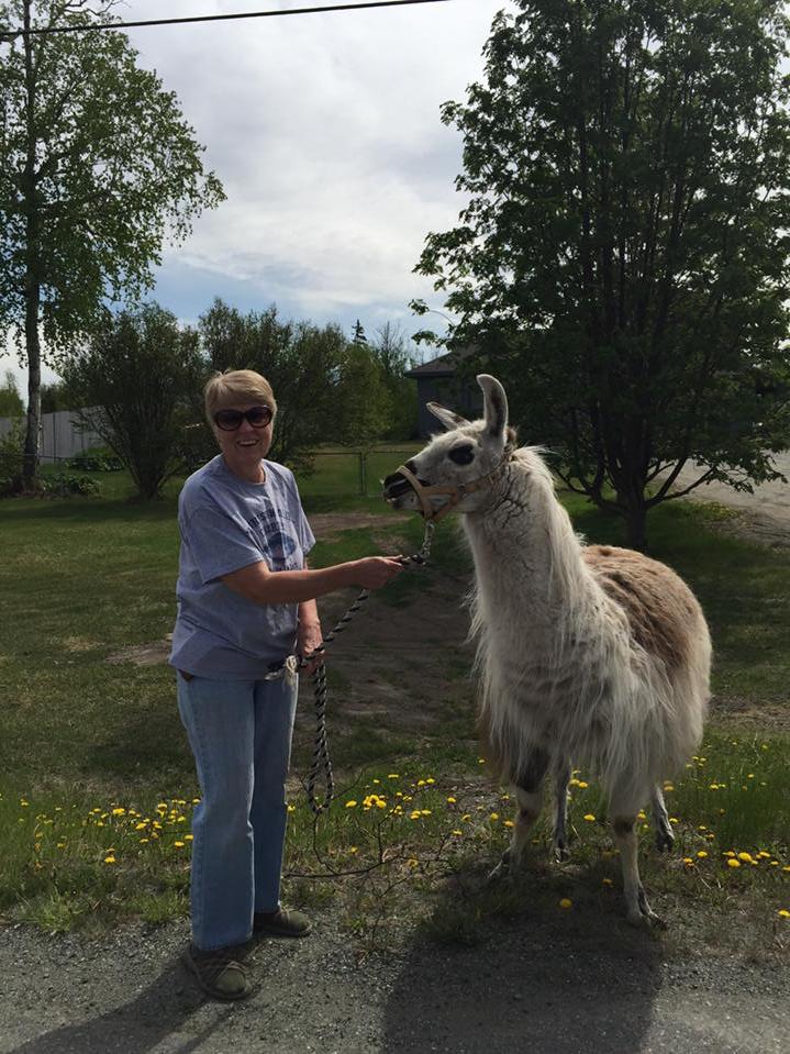 HollyBell8's tweet photo. This woman brought her neighbor's llama over to eat her dandelions #AlaskaSolutions http://t.co/7mPXfWBOC0
