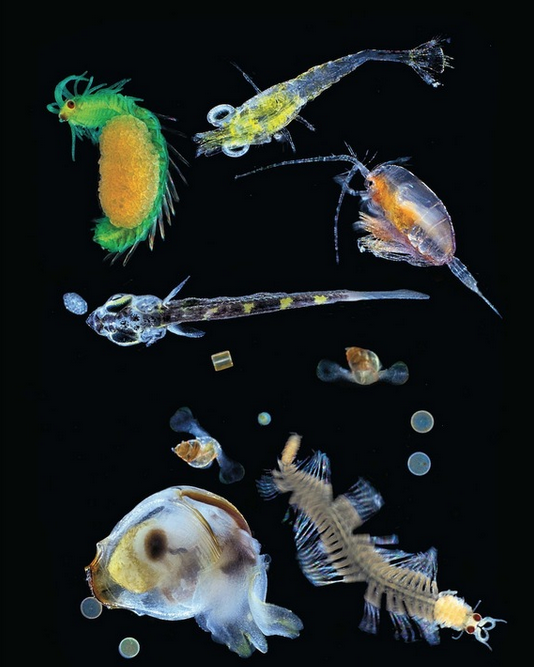 Amazing DrSeuss like creatures of our oceans #biodiversity #IBD2015 livescience.com/50924-secret-l… Pic cred: Christian Sardet