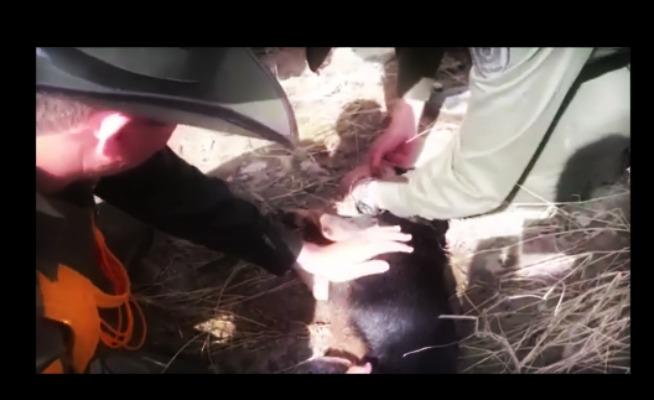 Colombia: a Salgar si salvano vite, anche quelle degli animali come un cane (VIDEO)