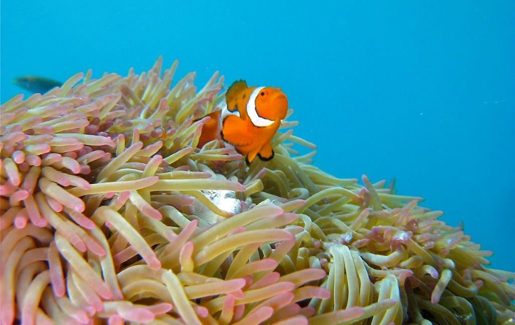 gbrmarinepark's tweet photo. Happy International Day for Biological Diversity! 🐳 🐟 🐬 🐙 🐚 #GreatBarrierReef http://t.co/Auub2YDqe6