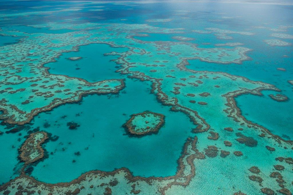 gbrmarinepark's tweet photo. Happy International Day for Biological Diversity! 🐳 🐟 🐬 🐙 🐚 #GreatBarrierReef http://t.co/Auub2YDqe6