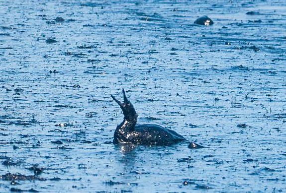 greenit_app's tweet photo. “Anytime you have oil spilled into the marine ecosystem it’s a major threat for all wildlife” #SantaBarbaraOilSpill http://t.co/LZt7u97zIs