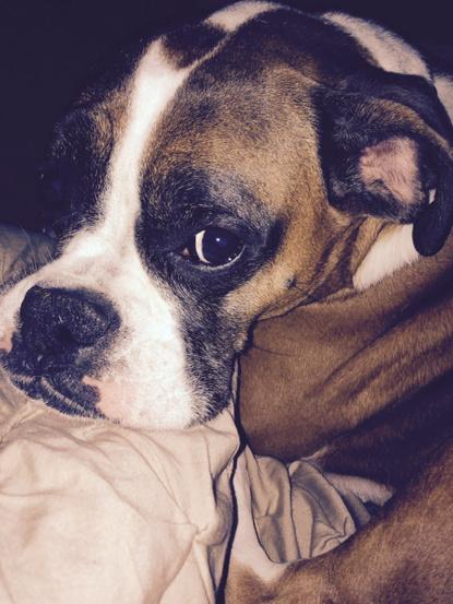 PLabrash's tweet photo. #wezzle so dam cute http://t.co/4vygFyTEPv