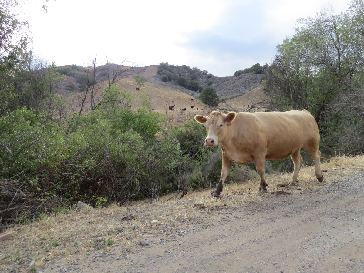 805foodie's tweet photo. ... past the occasional cow ... #TotallyLocalVC http://t.co/QX5nqSIMqZ