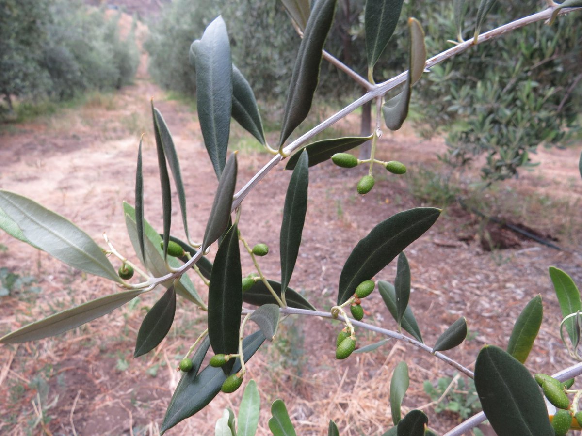 805foodie's tweet photo. ... where baby olives were everywhere you looked #TotallyLocalVC http://t.co/ciCk9A55qS