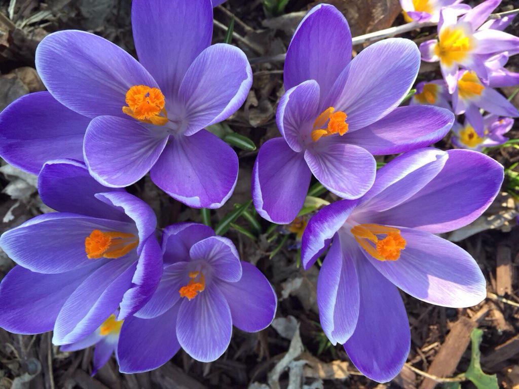 jayamini11's tweet photo. Love these purple flowers 🌸🌸 http://t.co/O0VahAdao7