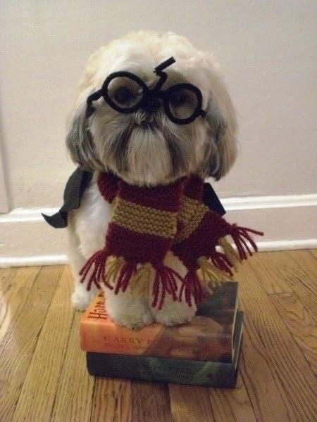 Seen my wand fellas?