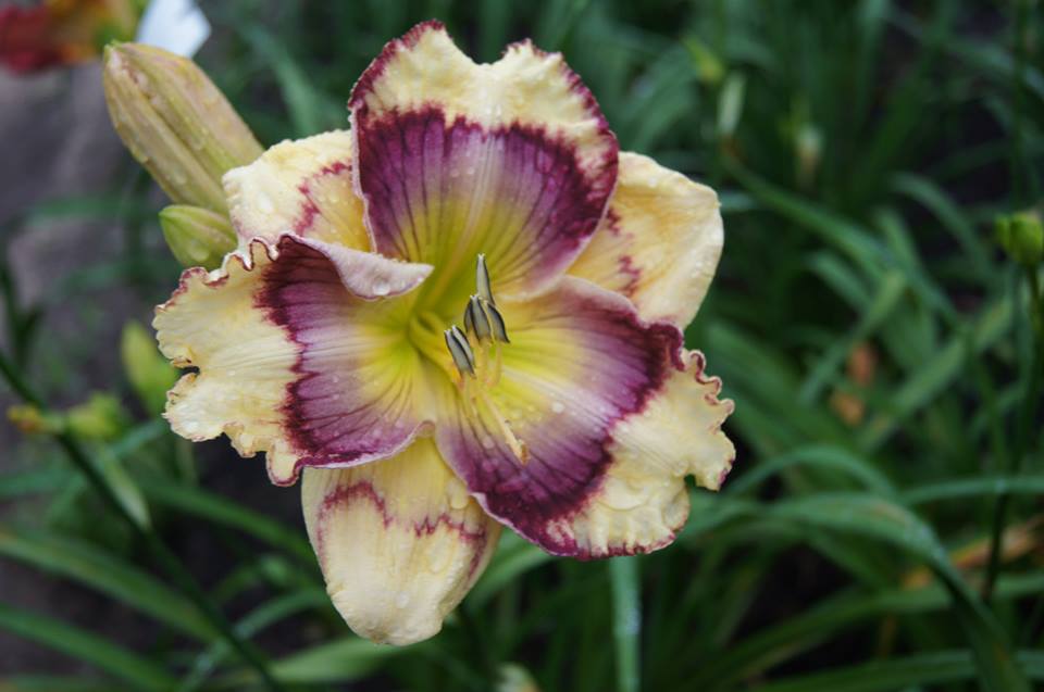 Christine Fuge tweet media