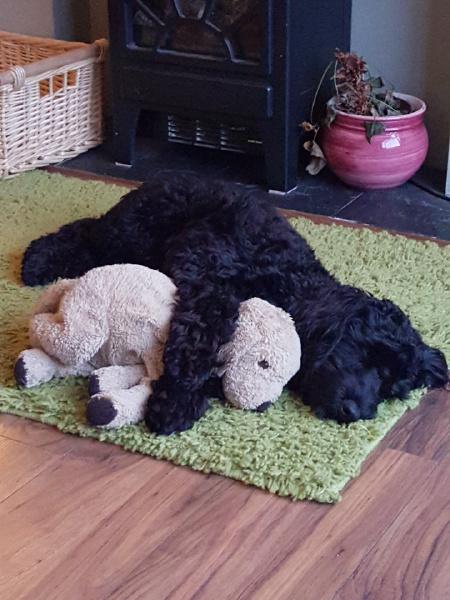 HearingDogs's tweet photo. Hearing dog puppy Berkley has big plans this Bank Holiday Monday... http://t.co/OEagMNA8VR