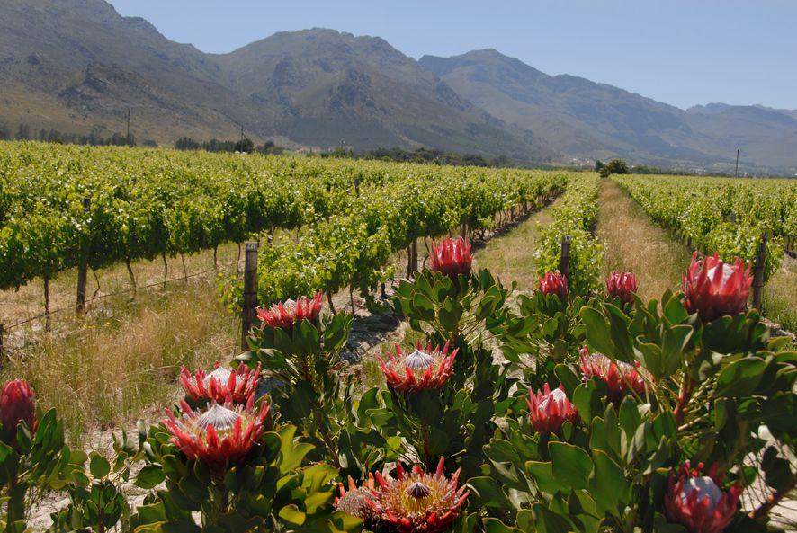For every hectare under vine in South Africa, 1,44 ha are in conservation #Biodiversity & Wine Initiative. #IBD2015