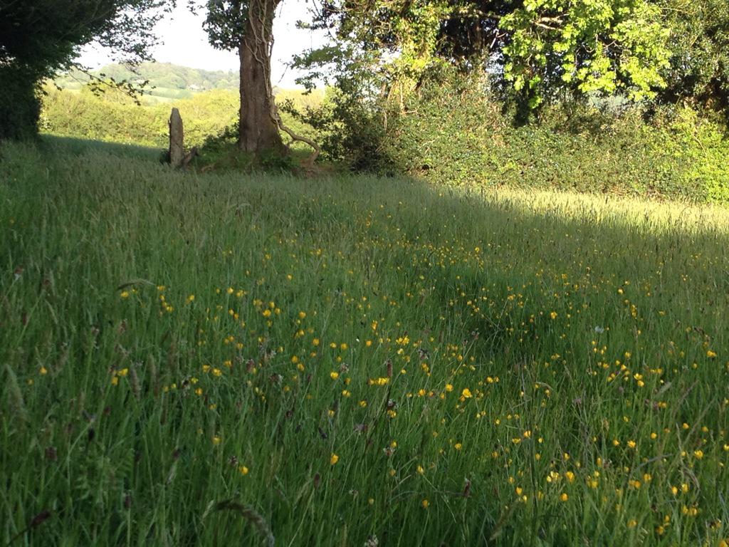 TradesmansArms's tweet photo. Just shows you what a little bit of rain can do! Wild flowers looking lovely in the fields of scorriton on dartmoor. http://t.co/zAc2xL6Aa9