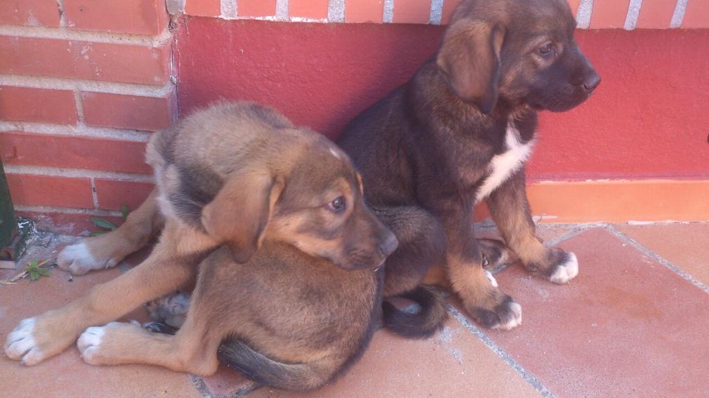 protemalaga's tweet photo. Preciosos cachorrones mix mastin encontrados en la basura :-(
Necesitan adopción responsable! Info 658 334 854 http://t.co/WHgvYRvWZf