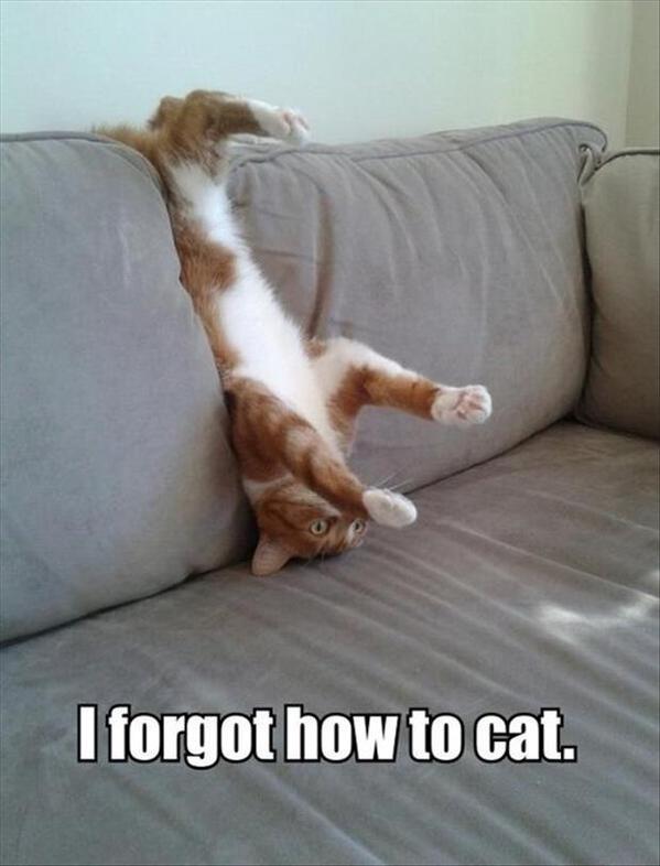 SoCuteKittens tweet picture