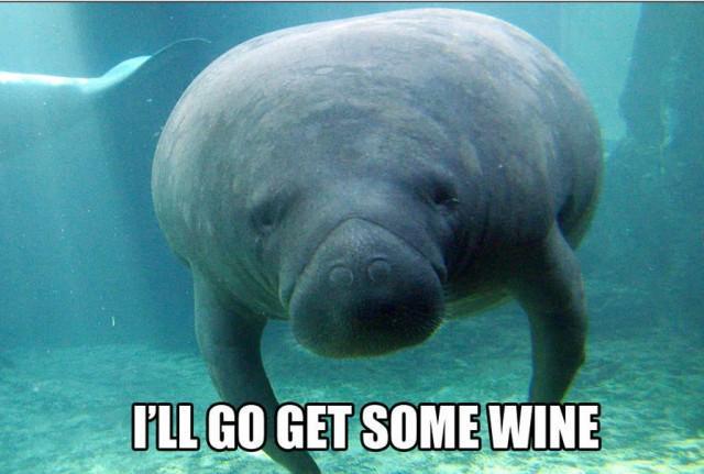 manatee_wisdom's tweet photo. @joejoeeee12 I got you http://t.co/bDIm2x7uhm