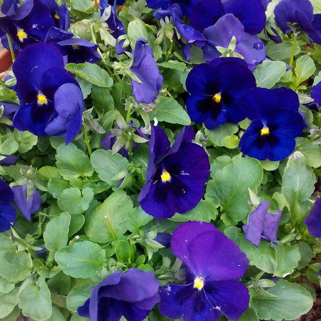 Галина Никитина tweet media