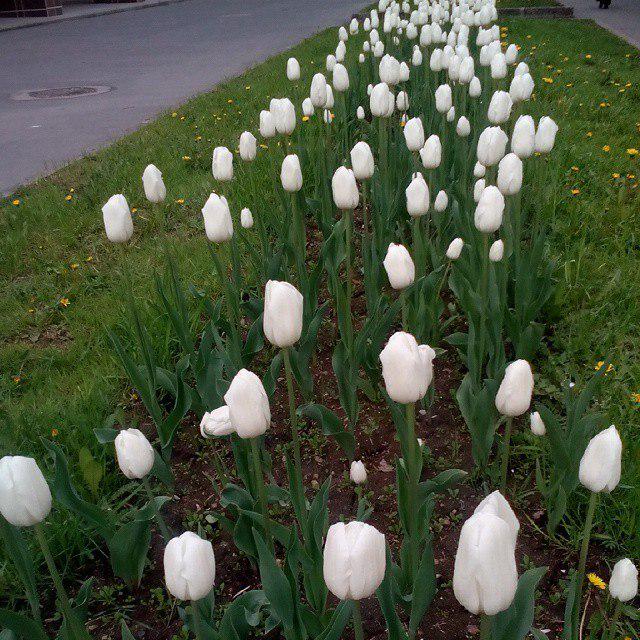 Галина Никитина tweet media