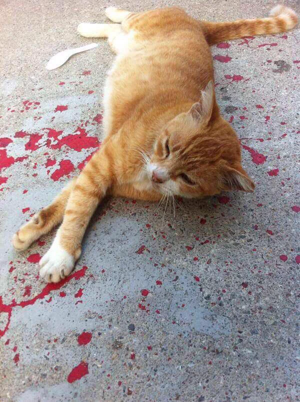 一瞬だけ見ると凄惨な猫の死体の写真に見えるけど実は......！？