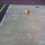 一瞬だけ見ると凄惨な猫の死体の写真に見えるけど実は......!？