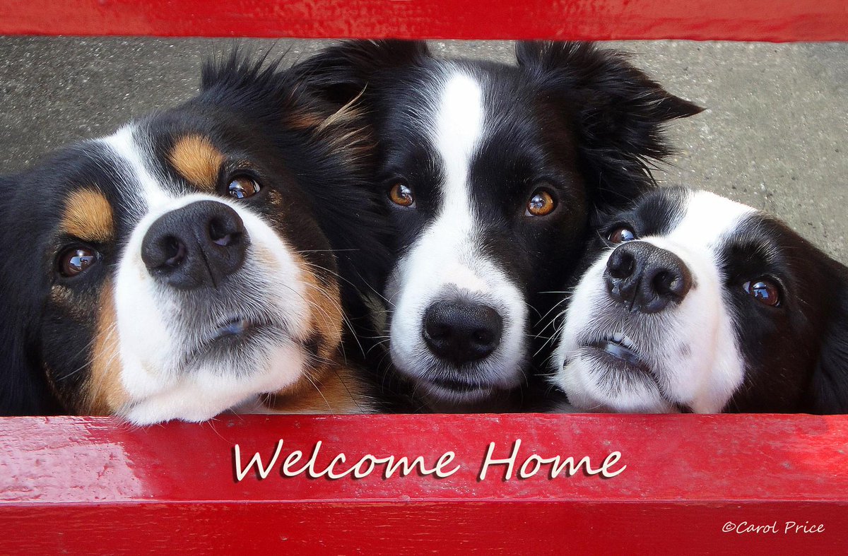 carol price border collie