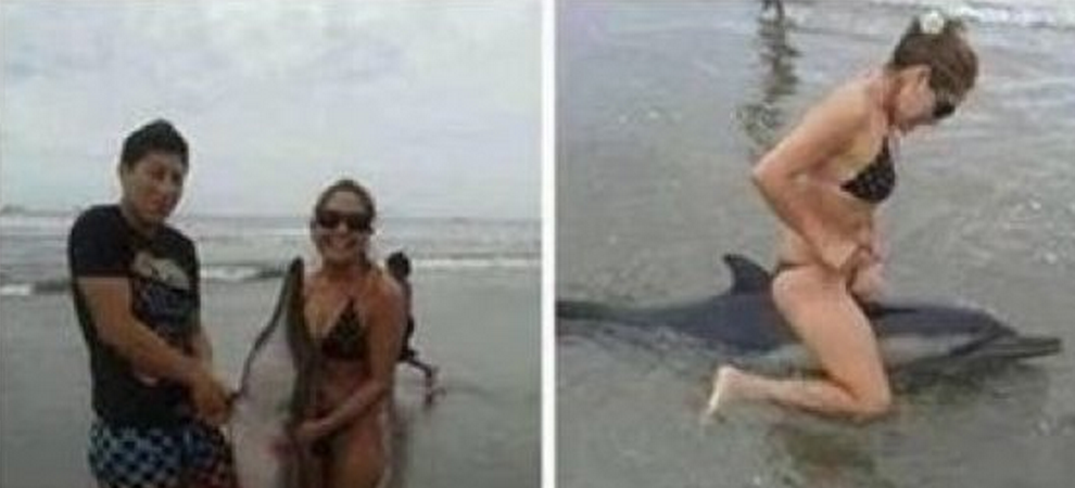 HuffPostUK's tweet photo. These images of tourists abusing a dolphin will break your heart http://t.co/fQuOwK1TSX http://t.co/gIuQhlKJiD