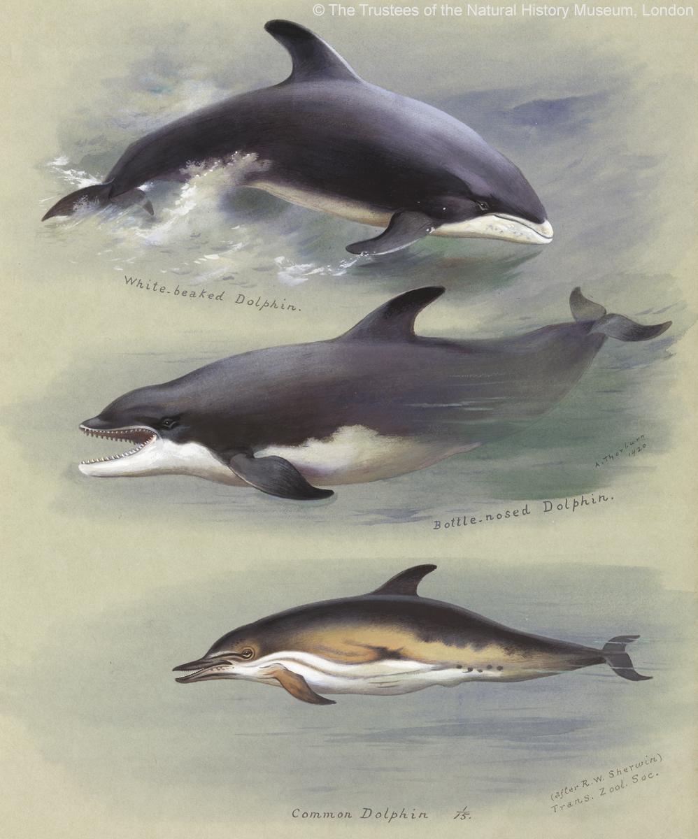 More #UKWildife in the form of marine mammals - these dolphin species can all be spotted off the UK's coast #IBD2015