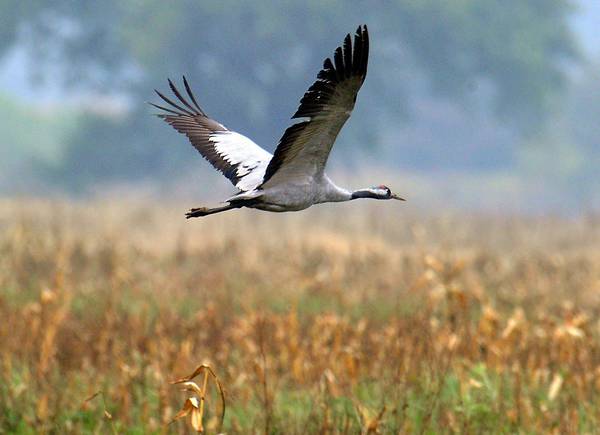 Agenzia_Ansa's tweet photo. E' la giornata della biodiversità: un tesoro italiano a rischio estinzione) #BiodiversityDay http://t.co/CDl8RpXwr0 http://t.co/5dOC0aINyX