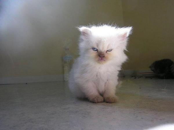 SoCuteKittens's tweet image. Me when you wake me up early. .