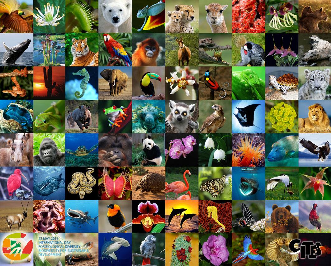 CITES's tweet photo. It's International Day for Biological Diversity today! See UN SG message http://t.co/3o94xS9V6X #BiodiversityDay http://t.co/Qlk7DG8zdt