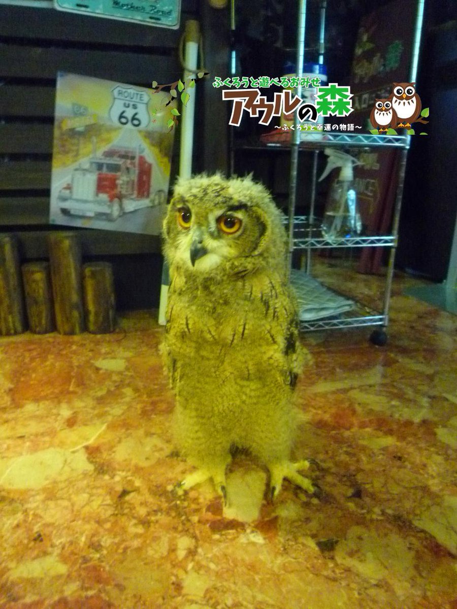 アウルの森 保護した動物の日記 Pa Twitter 赤ちゃんだったワシミミズク ジャック もよちよち歩きを始めました 犬のような鳥のような生物になってアウルの森を歩き回っております 大きさは子犬くらいあります 秋葉原 アウルの森 店主 Http T Co P6fl4kfwj0