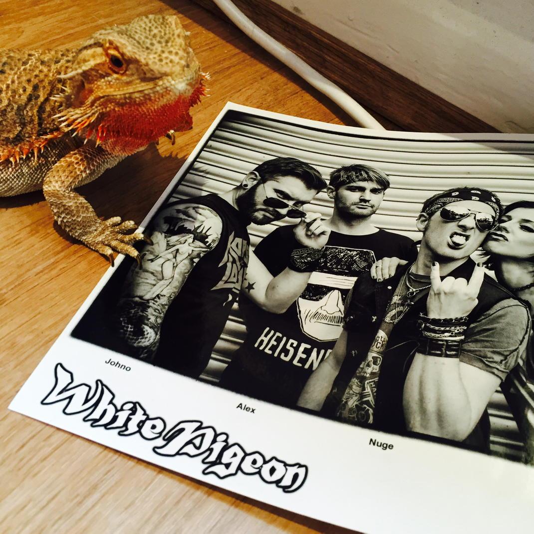 WhitePigeonUK tweet picture