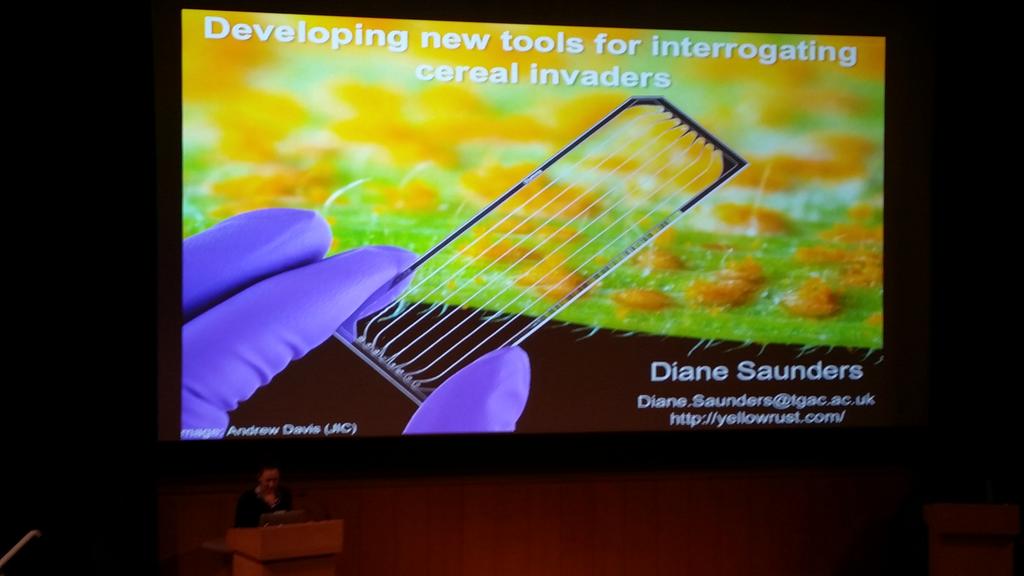 NikolaiAdamski's tweet image. @Saunders_Lab talking about yellow rust and #field #pathogenomics #wheatdisease