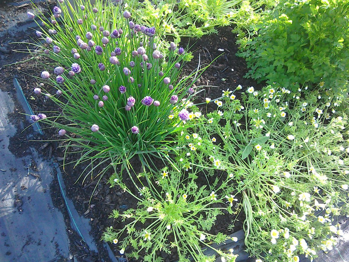 geese_acres's tweet photo. #greenhamreach http://t.co/2TsKHxx3w1 the poaced egg plant. Bees love it, we love it. Plant some today! http://t.co/d04FTo2zQR