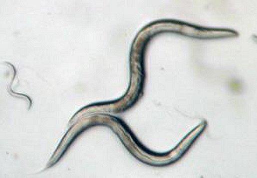 NASA's tweet photo. Sci-fi says people traveling in space age slower. Worms from @Space_Station may help us know: http://t.co/1SDE3LOeTP http://t.co/zdVJTHOLGn