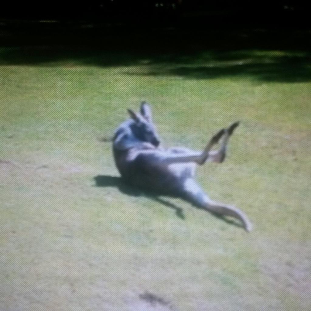 MegaJules8's tweet photo. The things you see at @banhamzoo http://t.co/gHkTeu0fwb