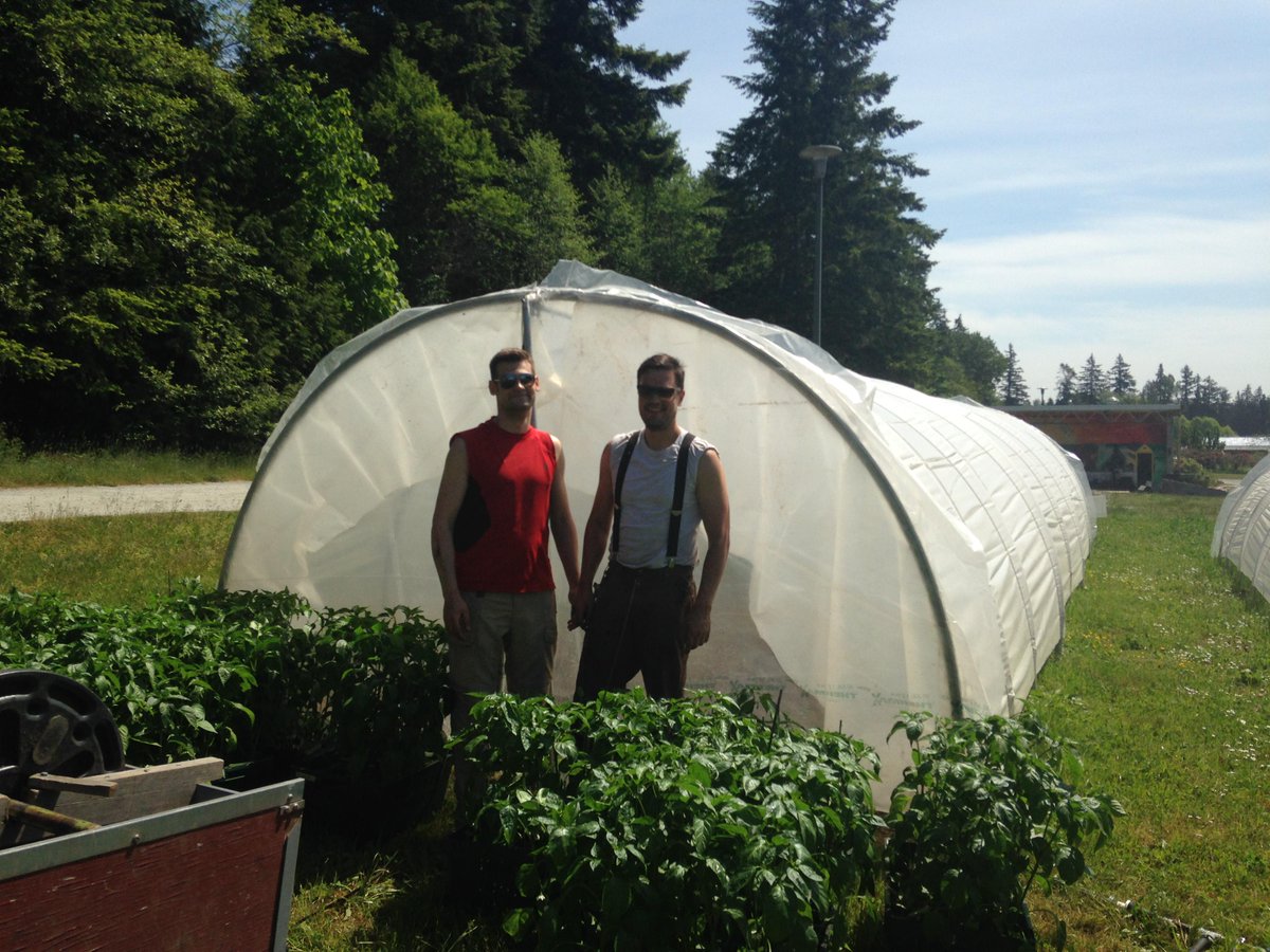 ubcfarm's tweet image. Julian &amp;amp; George transplant Padrón peppers into the #seasonextension hoop house.