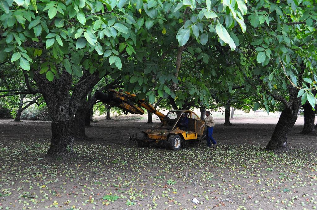 YaleClimateComm's tweet image. California #biodynamic walnut farm creates more #renewableenergy than it needs from shells yaleclimateconnections.org/2015/05/walnut…