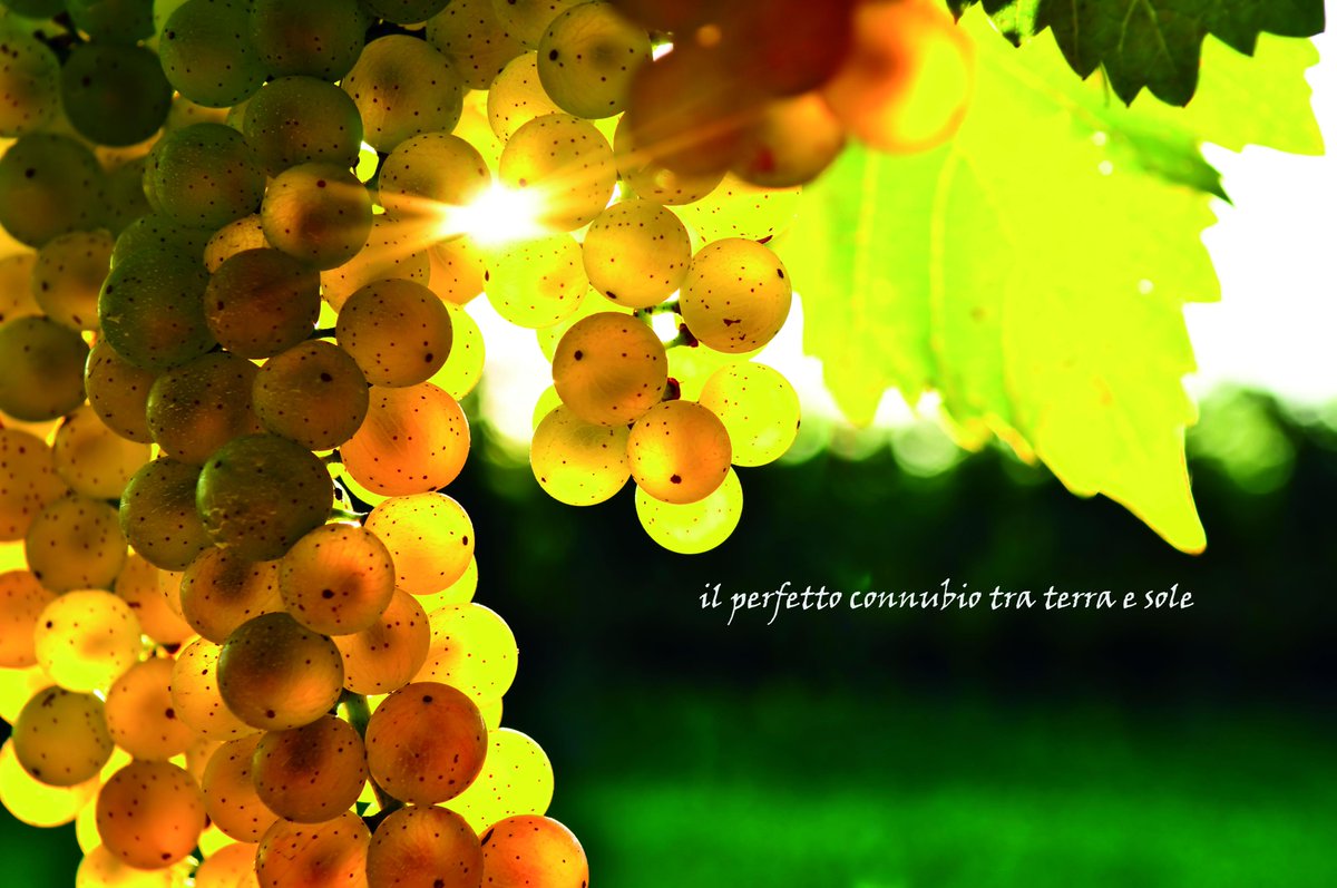 sodesantangelo's tweet photo. #Grape expectations of a Great #Wine. #Vermentino #DOCMaremma #Toscana #LeGessaie. for real wine #connoisseurs http://t.co/lDXZhODfmm