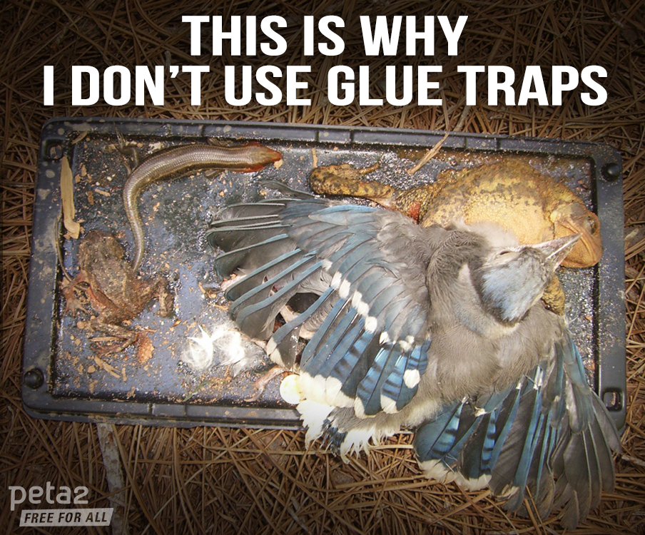 #GlueTraps don't care WHO gets stuck in them.

RT if you would NEVER use a glue trap! 💔