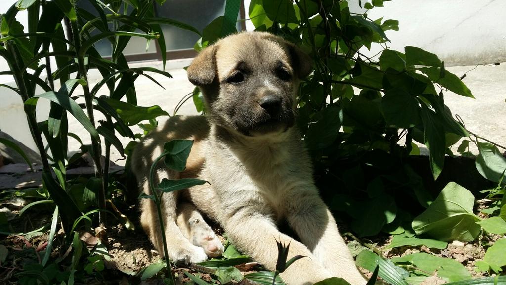 우리집 새로운 식구 "미르"입니다.