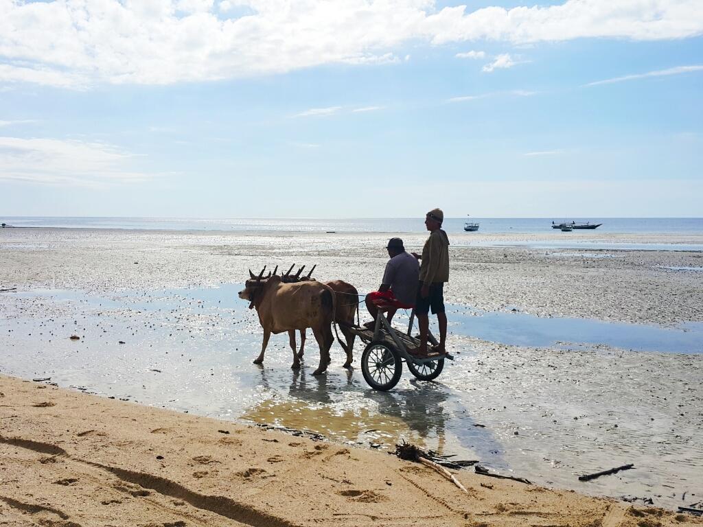 Launching Site Karapan Sapi di Pantai Kaluku Banawa Tengah...