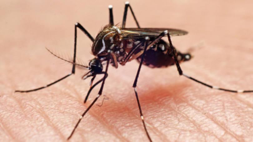 Viaggiare sicuri Brasile: epidemia dengue in paradiso turistico nordest del Paese