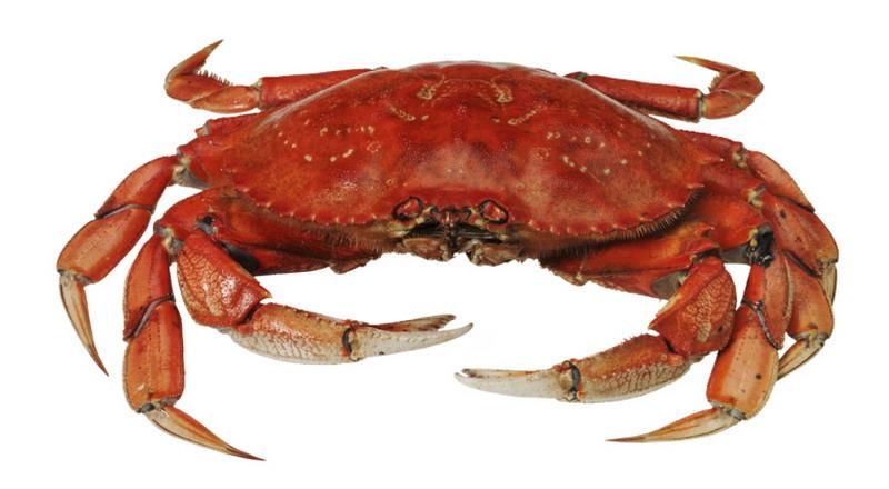 Tips Menghilangkan Bau Amis Kepiting okz.me/TtUO