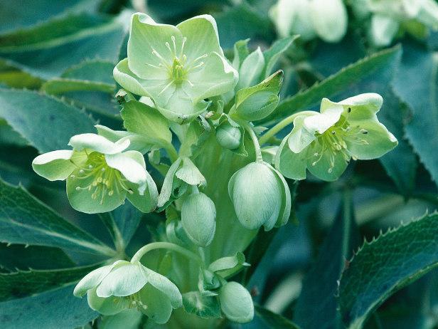 Hellebores are shade-loving beauties >> hg.tv/31hn7