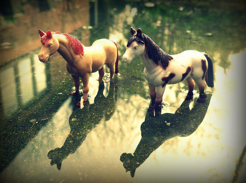 SabaFSalman's tweet photo. Hands, horses and hounds: VIP pix on my blog #disability #photography http://t.co/cubHw94wxP http://t.co/ULgOxlysYf
