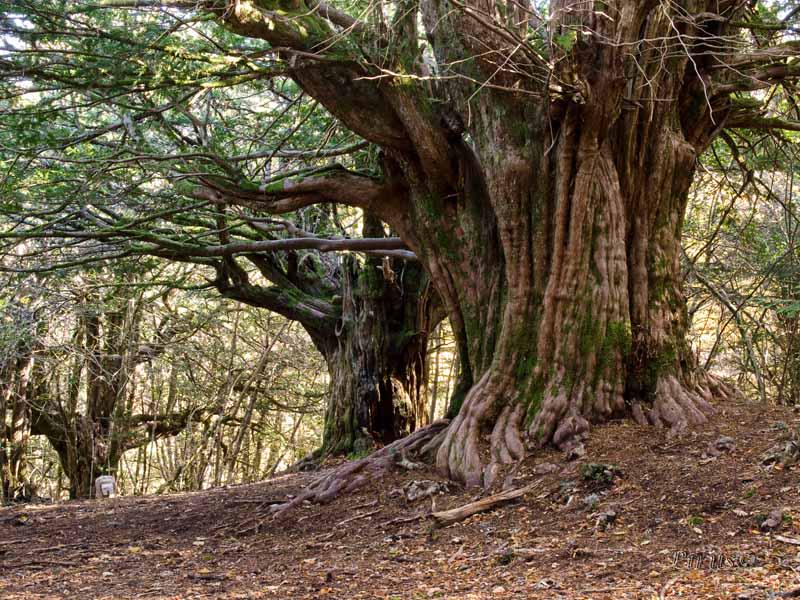 rivergreta's tweet photo. If you want to learn more about Yew Trees of the Lake District, on this weekend @HighamHall. http://t.co/fU0iUWPhbW http://t.co/zRcnAdiqp5